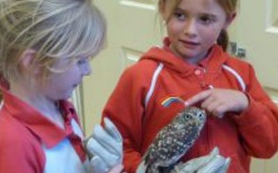 Owls visit Hawkshead Rainbows and Brownies