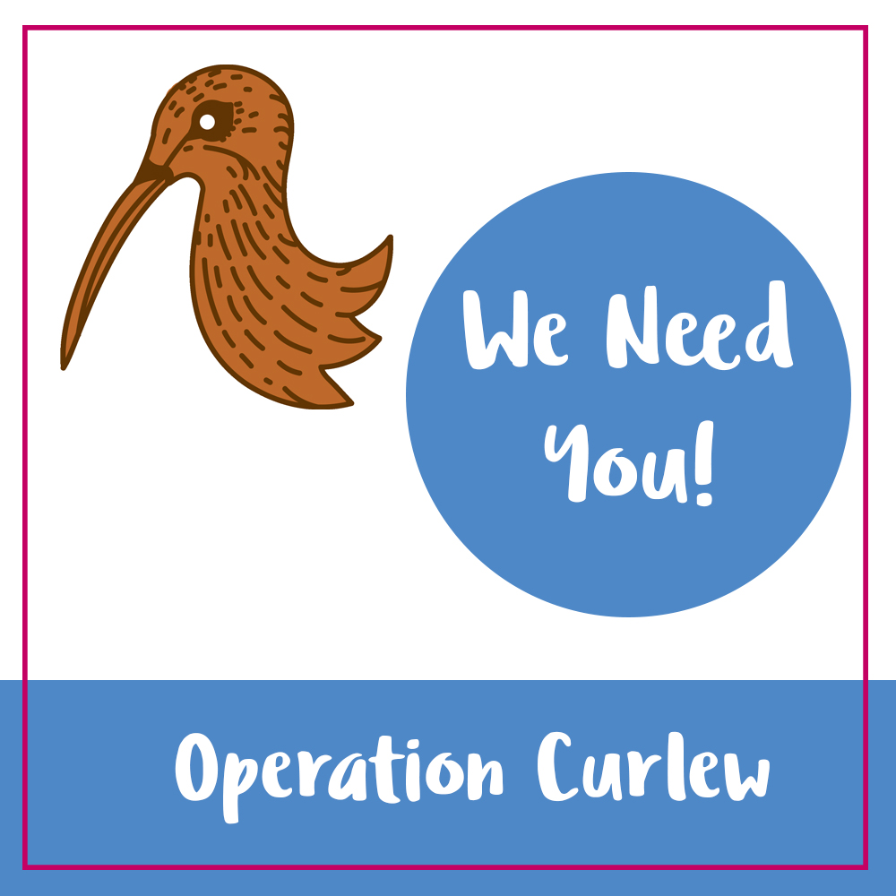OPeration-Curlew-Square-Image